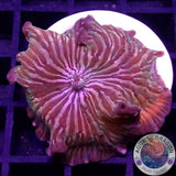 Discosoma spp. „Rainbow“ 🌈 WYSIWYG „AD Special“