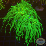 Euphyllia glabrescens „Blueberry“ WYSIWYG