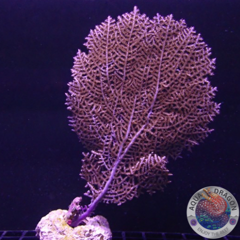 Gorgonia ventalina WYSIWYG