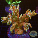 Montipora spp. „Bubble Gum“ WYSIWYG „AD Special“