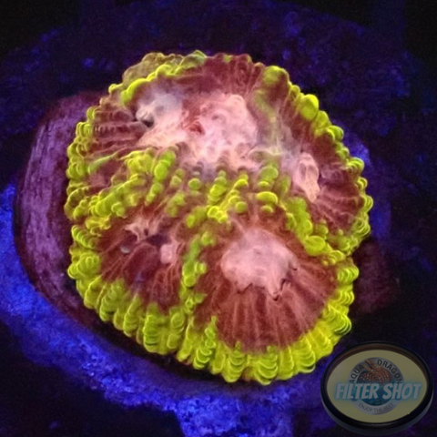 Favia spp. “Tranquility” WYSIWYG