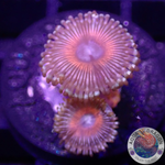 Krustenanemonen „Eclipse“