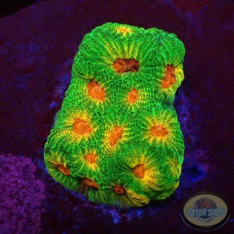 Favia spp. „Candy Corn“ WYSIWYG