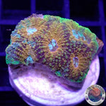 Acanthastrea echinata „True Eyes“ WYSIWYG „AD Special“
