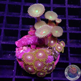 Krustenanemonen „Crazy Hornet & Friends“ WYSIWYG „AD Special“