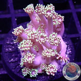 Goniopora spp. „Berry Flower“