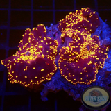 Discosoma spp. „Interstellar“ Preis pro Polyp