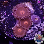 Krustenanemonen “Obsidian” WYSIWYG