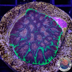 Favia spp. „Bejeweled“ WYSIWYG