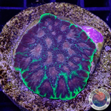 Favia spp. „Bejeweled“ WYSIWYG