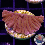 Montipora spp. „Flaming Phoenix“🐦‍🔥 AD Special