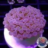 Euphyllia baliensis 🍌 „Banana“