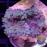 Ricordea yuma „Rainbow“ WYSIWYG „AD Special“