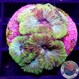 Favia spp. „Gold Fever“ WYSIWYG „AD Special“