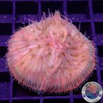 Fungia spp. “Ring of Fire” WYSIWYG