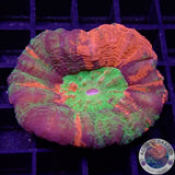 Homophyllia australis „Master“ WYSIWYG