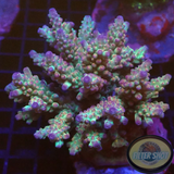 Acropora rosaria „Rainbow“ WYSIWYG „AD Special“
