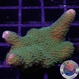 Montipora digitata „Greeny“ WYSIWYG