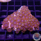 Krustenanemonen „Rainbow Hornet“