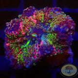 Ricordea yuma „Rainbow“ WYSIWYG