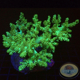 Capnella spp. „Toxic Tree“