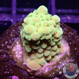 Acropora spp. „Radioactive“ WYSIWYG
