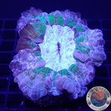 Cynarina lacrymalis „Rainbow Bounce“ WYSIWYG