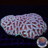 Micromussa spp. „Forest Fire“ WYSIWYG