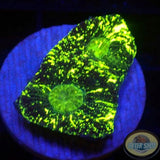 Goniastrea spp. „Matrix“ AD Special
