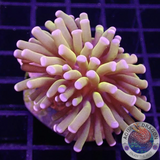 Euphyllia paraglabrescens „Banana“ 🍌 WYSIWYG