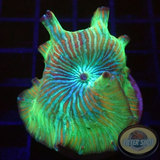 Discosoma spp. „Teletubbies“ WYSIWYG „AD Special“