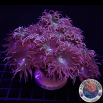 Duncanopsammia axifuga „Daisy“ WYSIWYG