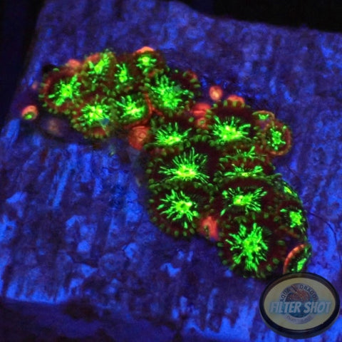 Krustenanemonen „Paradise“ AD Special