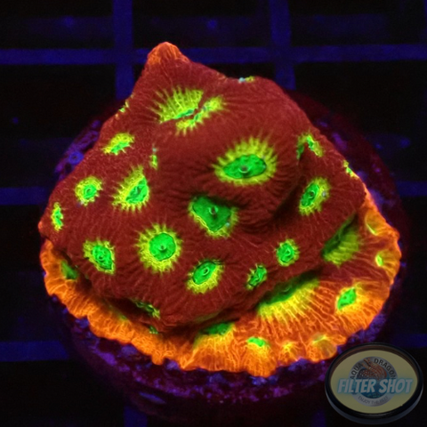 Favia spp. „Spicy Lemon“