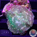Discosoma spp. „Sashi“ WYSIWYG