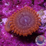 Krustenanemonen „VDM“ WYSIWYG