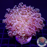 Euphyllia paradivisa „Psychedelic Frog“ WYSIWYG „AD Special“