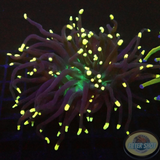Euphyllia glabrescens „Indi Joker“ AD Special“