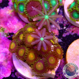 Krustenanemonen „King Midas & Knopia“