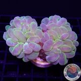 Plerogyra sinuosa „Bubble Splash“ WYSIWYG „AD Special“