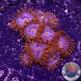 Krustenanemonen „Super Mario“
