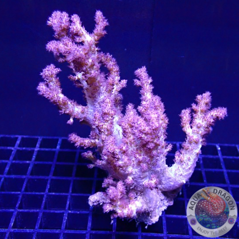 Neospongodes spp. WYSIWYG