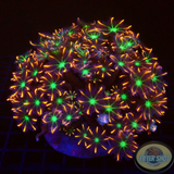 Clavularia viridis „Fireworks“ WYSIWYG