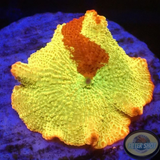 Discosoma spp. „Jawbreaker“ WYSIWYG