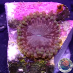 Krustenanemonen “Koala Eye” AD Special