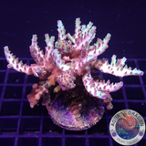 Acropora selago „Cold Cherry“ 🍒 WYSIWYG „AD Special“