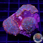 Rhodactis spp. „Forest Fire“ WYSIWYG