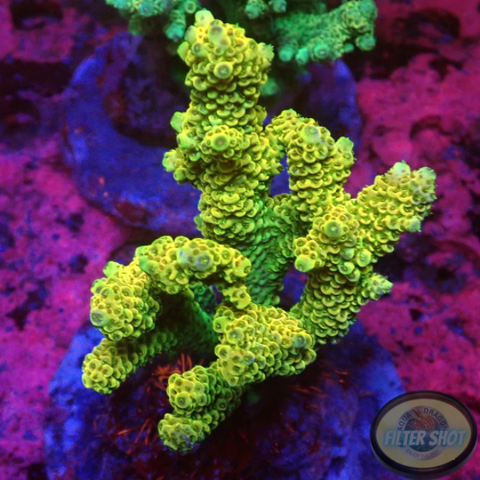 Acropora millepora „Gold Horn“ WYSIWYG „AD Special“