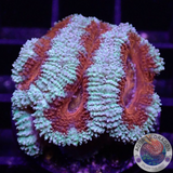 Micromussa spp. „Forest Fire“ AD Special