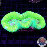 Trachyphyllia spp. „Marble“ WYSIWYG